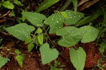 Mucuna coriacea subsp. irritans