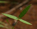 Vigna vexillata var. angustifolia