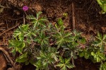 Geranium incanum subsp. nyassense
