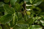 Commiphora edulis subsp. edulis
