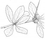 Commiphora pyracanthoides subsp. pyracanthoides
