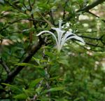 Turraea obtusifolia
