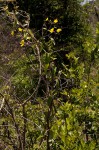 Sphedamnocarpus pruriens var. pruriens