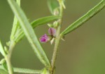 Polygala erioptera subsp. erioptera