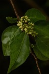Tapura fischeri var. pubescens