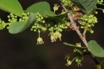 Flueggea virosa subsp. virosa