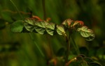 Phyllanthus arvensis