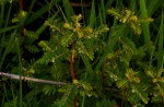 Phyllanthus arvensis