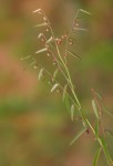 Phyllanthus pentandrus
