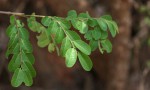 Phyllanthus reticulatus var. reticulatus