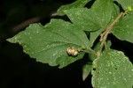Erythrococca menyharthii