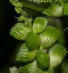 Acalypha fimbriata