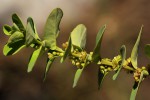 Clutia sessilifolia