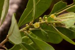 Clutia swynnertonii