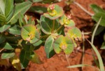 Euphorbia depauperata var. depauperata