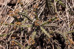 Euphorbia griseola subsp. griseola