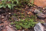 Euphorbia indica
