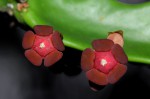 Euphorbia lividiflora