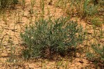 Euphorbia oatesii