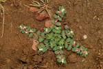 Euphorbia rubriflora