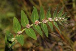 Euphorbia tettensis