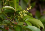 Searsia chirindensis