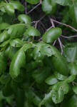 Searsia tenuinervis