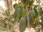Elaeodendron matabelicum