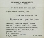 Hippocratea goetzei