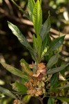Dodonaea viscosa subsp. angustifolia