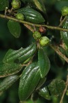 Ziziphus pubescens subsp. pubescens