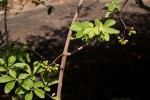 Ampelocissus obtusata subsp. kirkiana