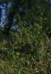 Abutilon mauritianum