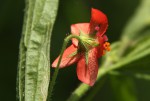 Hibiscus allenii
