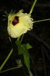 Hibiscus altissimus