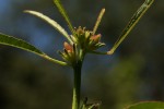 Hibiscus nigricaulis