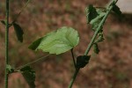Hibiscus praeteritus