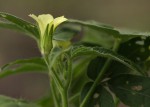 Hibiscus sidiformis