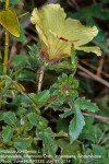 Hibiscus surattensis