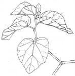 Dombeya rotundifolia