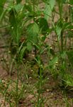 Hermannia modesta