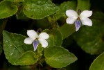 Viola abyssinica