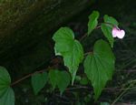 Begonia sonderiana