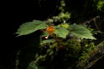 Begonia sutherlandii subsp. latior