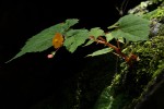 Begonia sutherlandii subsp. latior