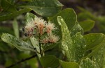 Syzygium guineense subsp. guineense
