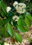 Syzygium guineense subsp. afromontanum