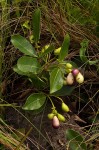 Syzygium guineense subsp. huillense