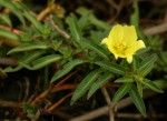 Ludwigia adscendens subsp. diffusa