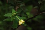 Ludwigia octovalvis subsp. sessiliflora